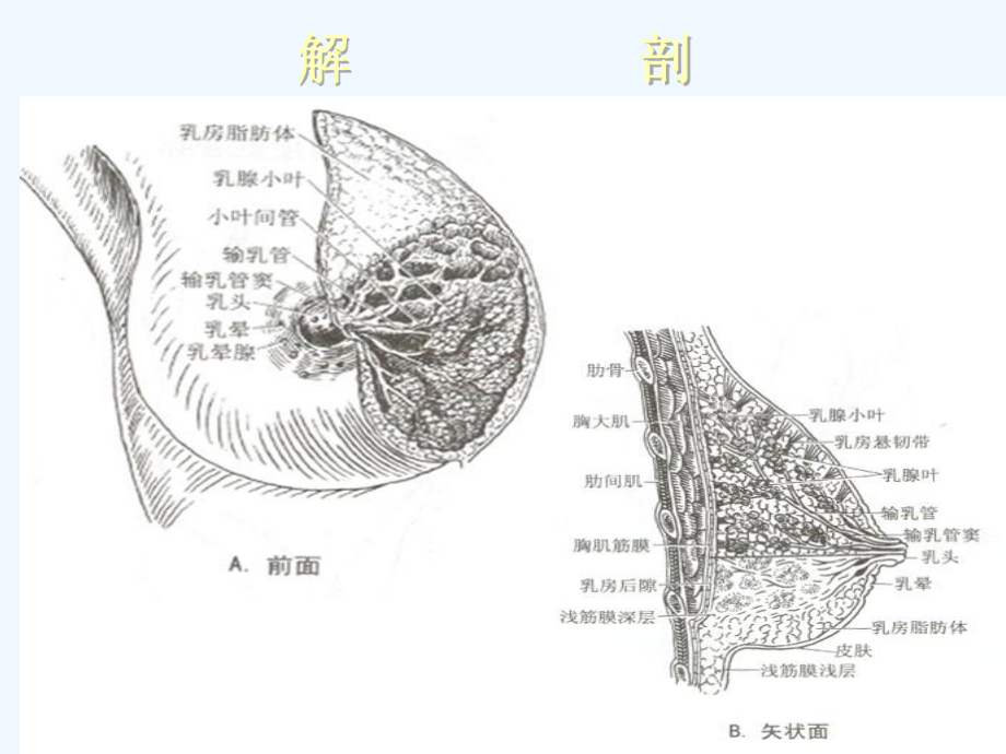 乳腺癌的超声诊断30342课件.ppt_第2页