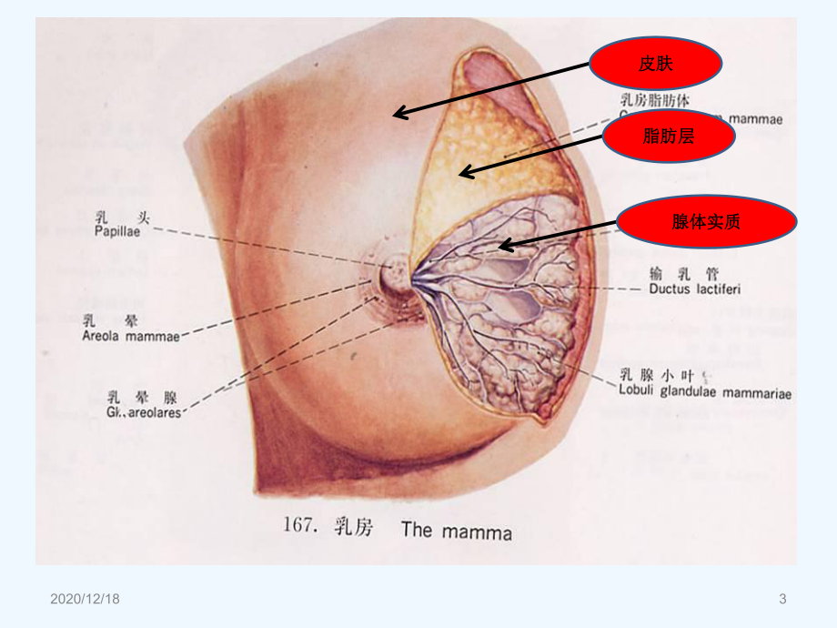 乳腺增生-课件.ppt_第3页