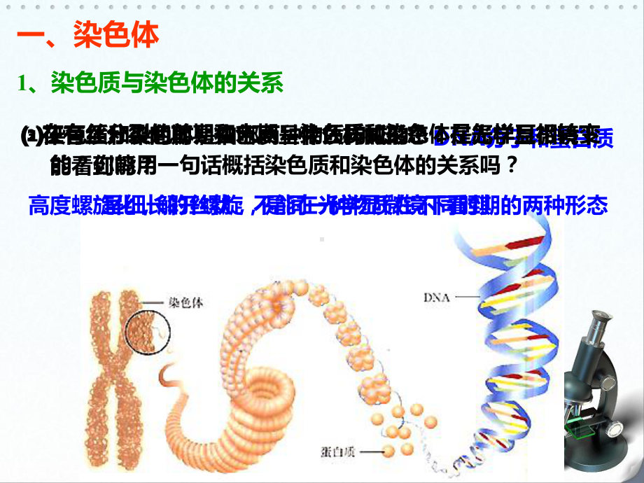 减数分裂中的染色体行为课件-2.ppt_第2页