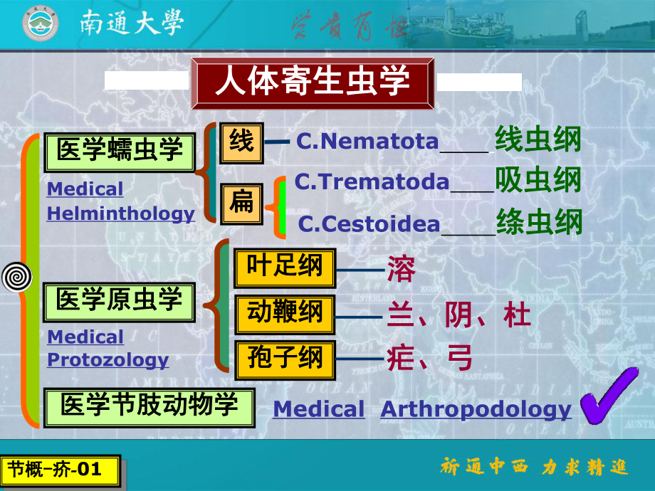 人体寄生虫学医学节肢动物概述与人疥螨课件.ppt_第3页