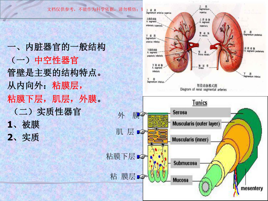 内脏学概述医学知识讲座培训课件.ppt_第2页