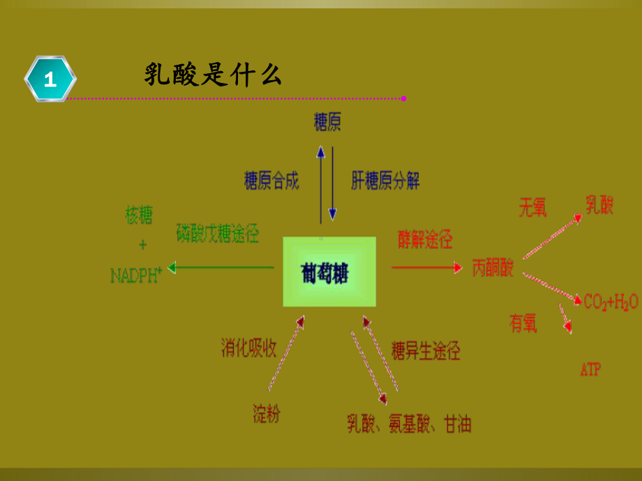 乳酸升高-临床分析教学文案课件.ppt_第3页