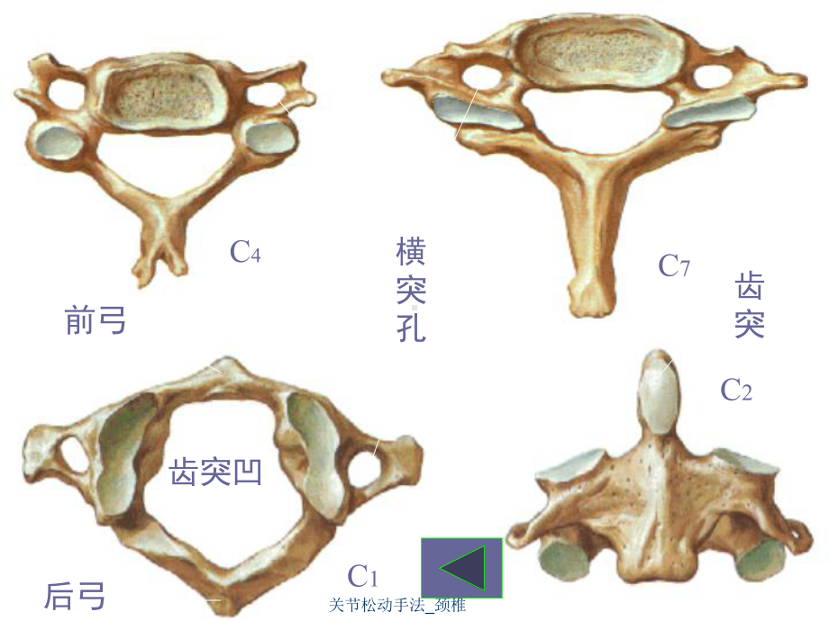 关节松动手法-颈椎课件.ppt_第3页