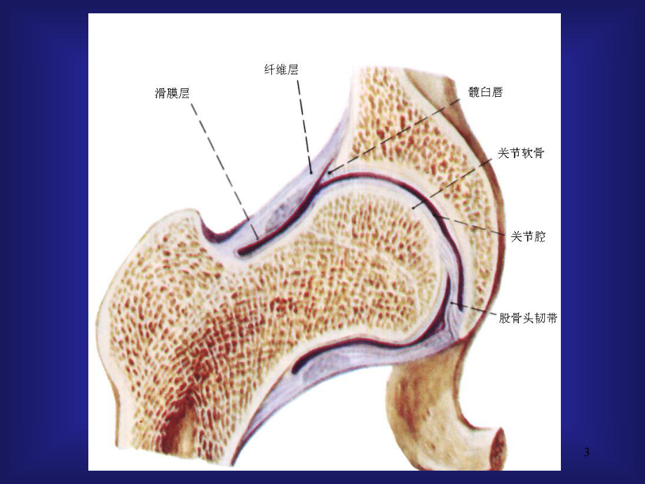 医学课件-结缔组织病和风湿性疾病课件.ppt_第3页