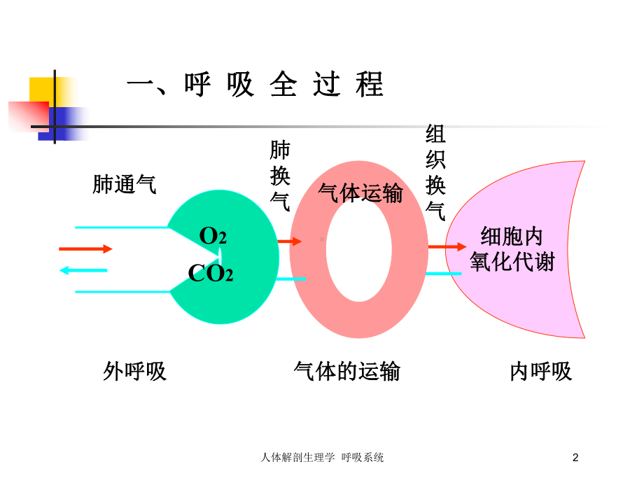 人体解剖生理学-呼吸系统培训课件.ppt_第2页