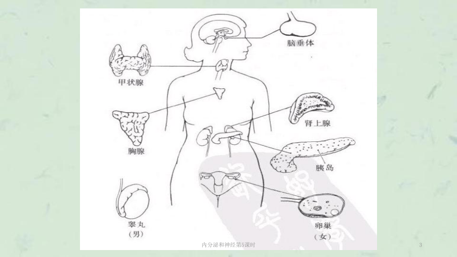 内分泌和神经第5课时课件.ppt_第3页