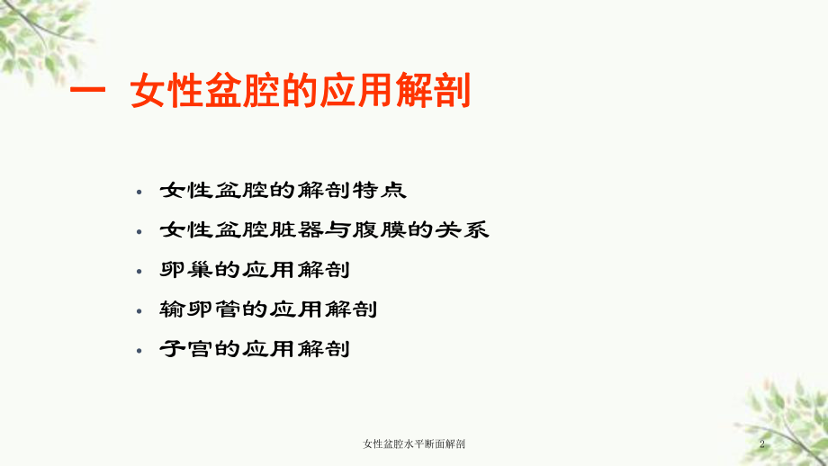 女性盆腔水平断面解剖课件.ppt_第2页