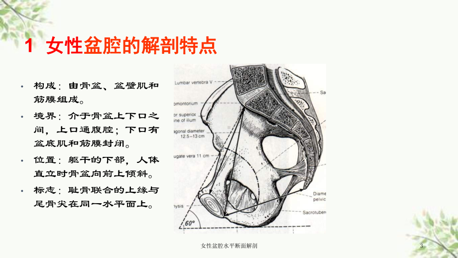 女性盆腔水平断面解剖课件.ppt_第3页