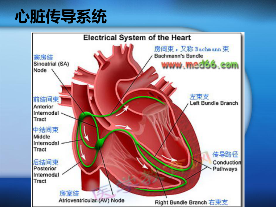 射频消融术与其护理课件.ppt_第3页