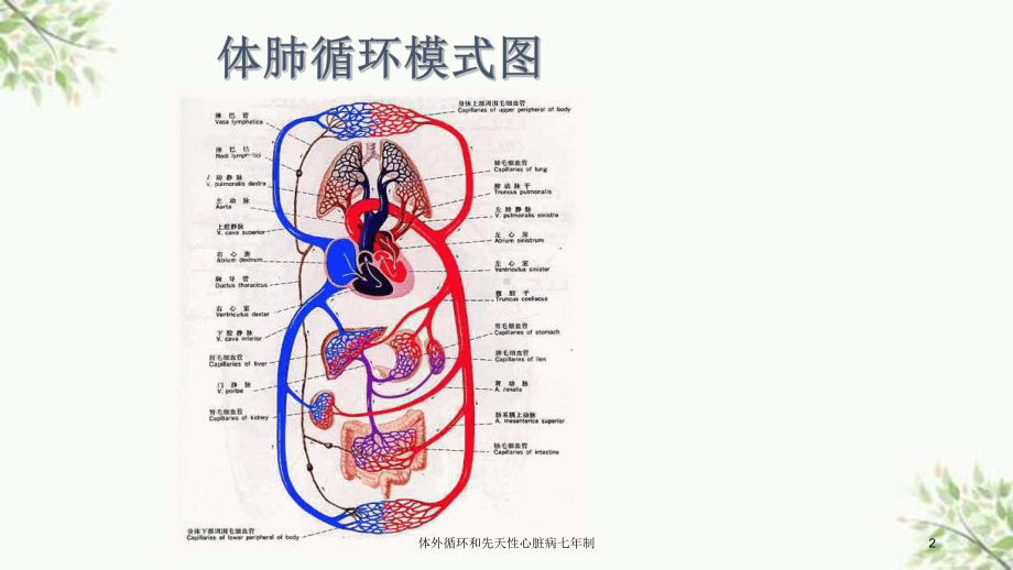 体外循环和先天性心脏病七年制课件.ppt_第2页