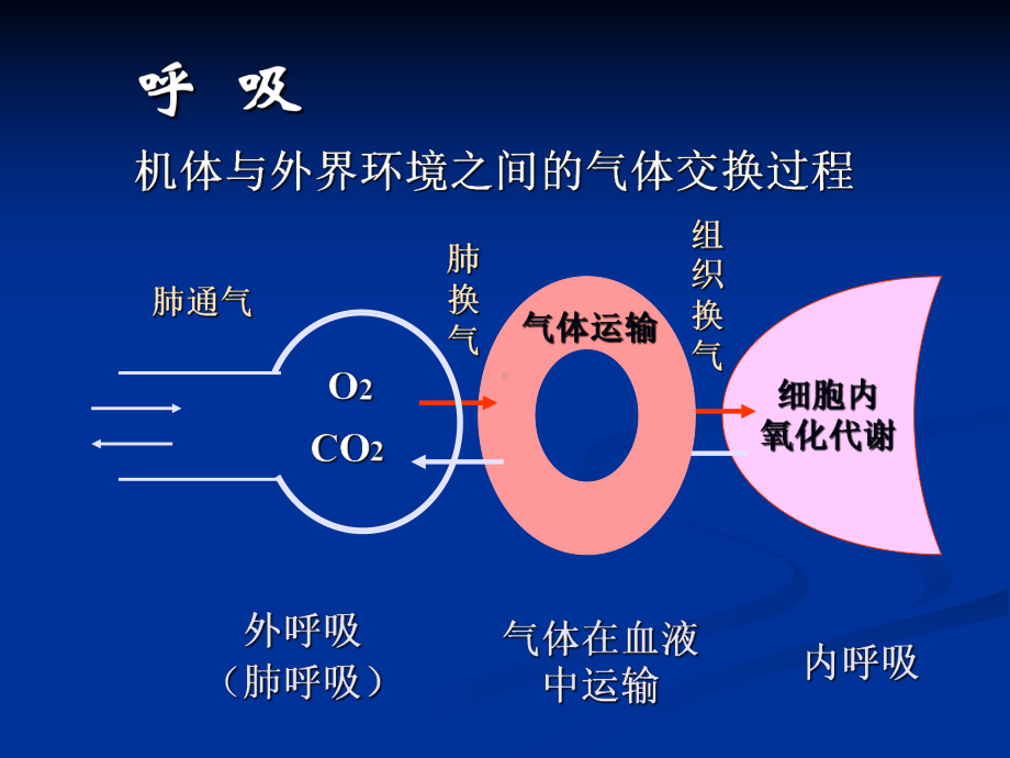 呼吸系统生理课件.ppt_第2页