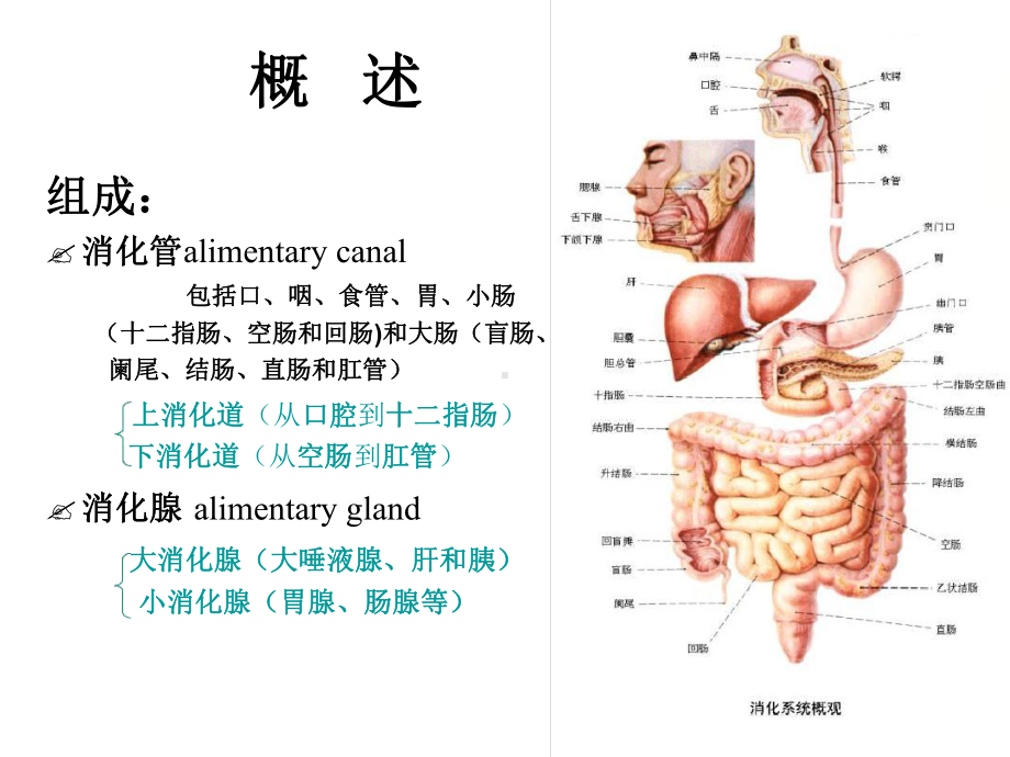 医药代表学术-消化系统医学基础课件.ppt_第2页