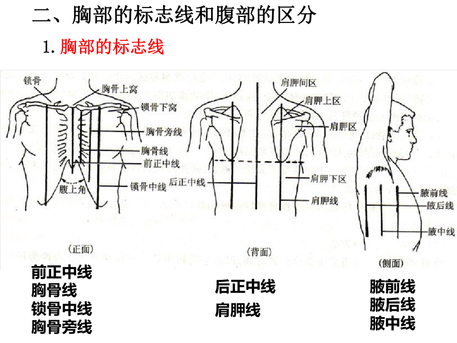 医药代表学术-消化系统医学基础课件.ppt_第3页