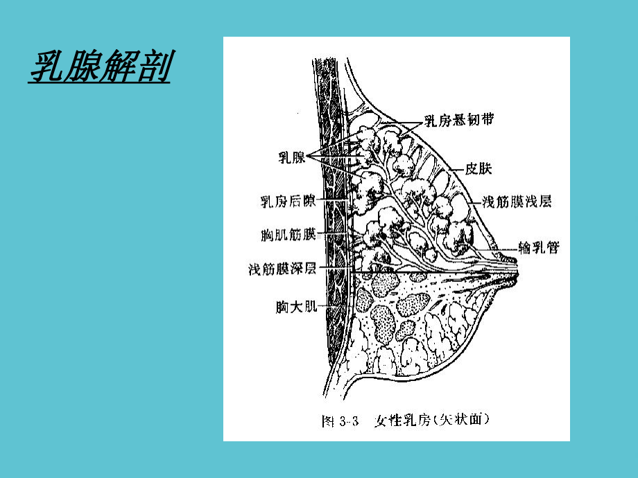 乳腺影像学诊断课件.ppt_第3页