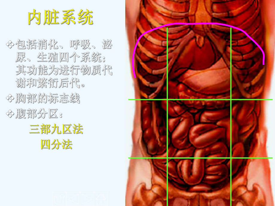 内脏系统与消化系统教学(43张)课件.ppt_第2页