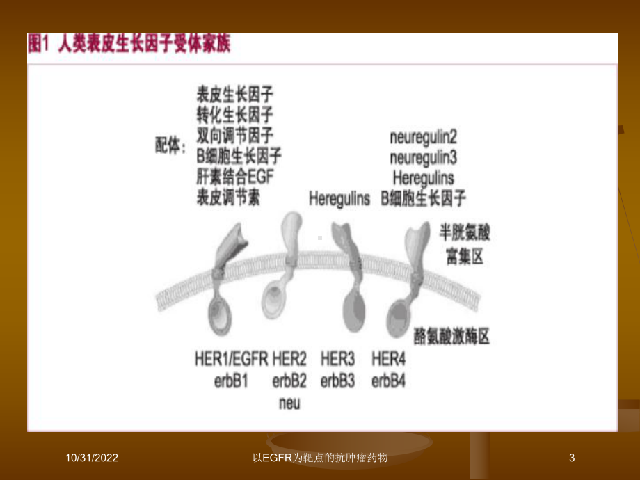 以EGFR为靶点的抗肿瘤药物培训课件.ppt_第3页