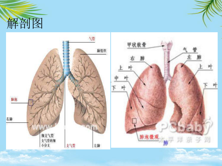 小儿肺炎查房课件.ppt_第3页