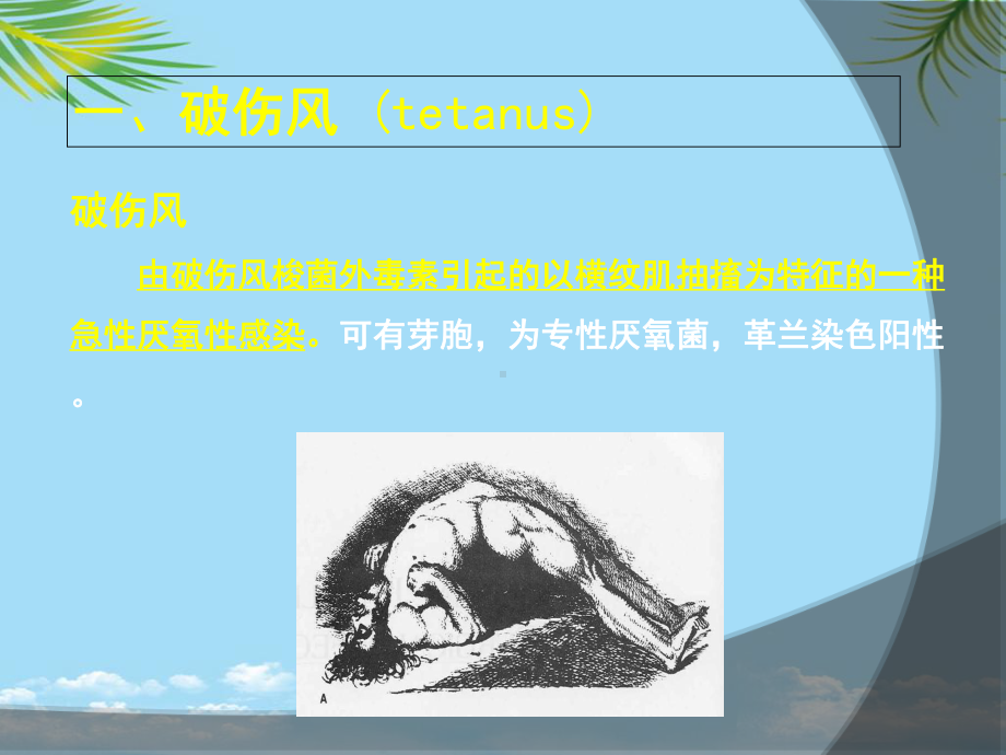 厌氧菌感染破伤风课件.ppt_第3页