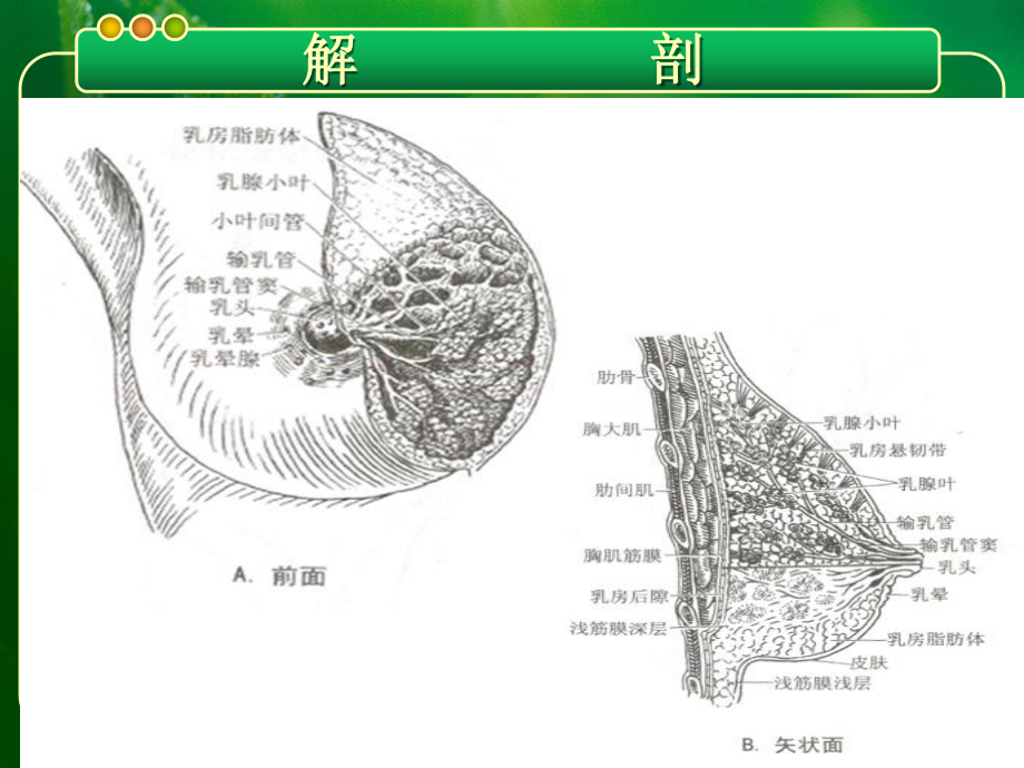 乳腺癌的超声诊断课件.pptx_第3页