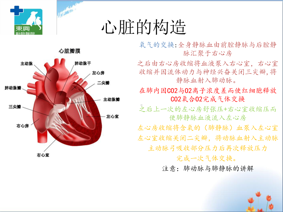 小动物心电图优秀课件.ppt_第1页