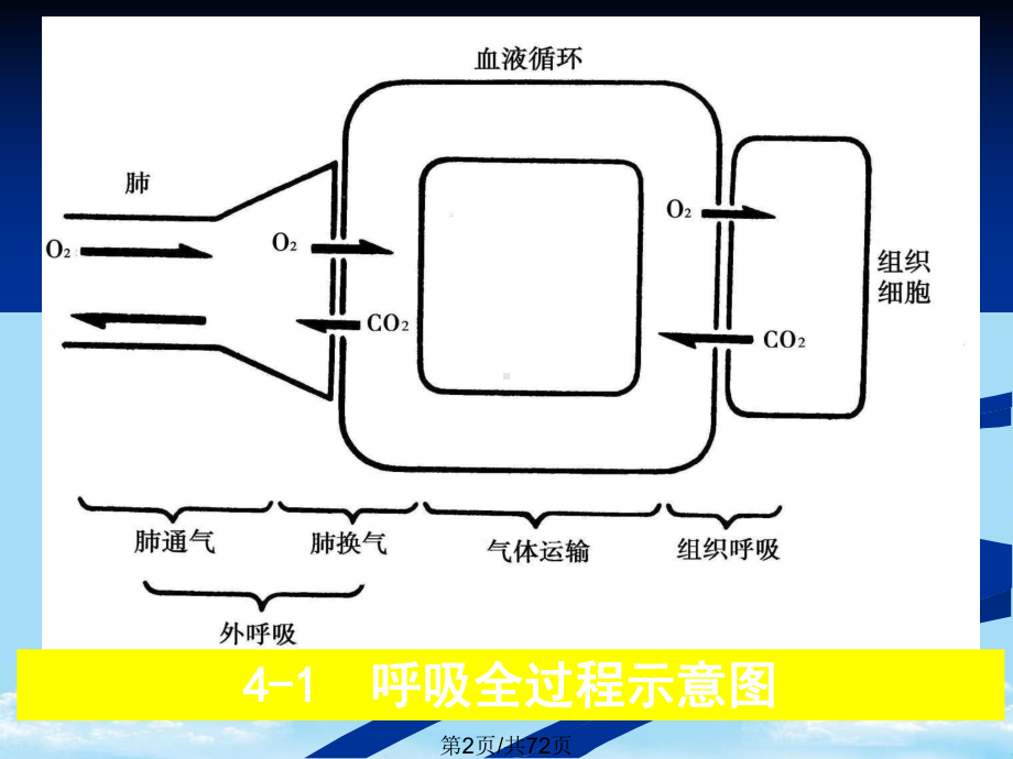 呼吸生理全面版课件.pptx_第2页