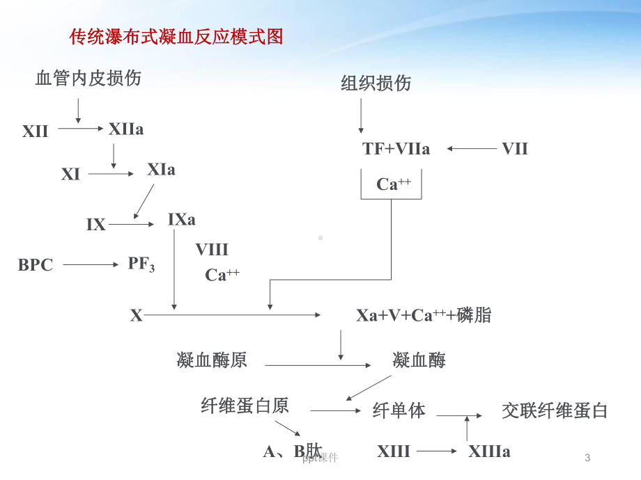 凝血生理学细胞为基础的新凝血模型-课件.ppt_第3页