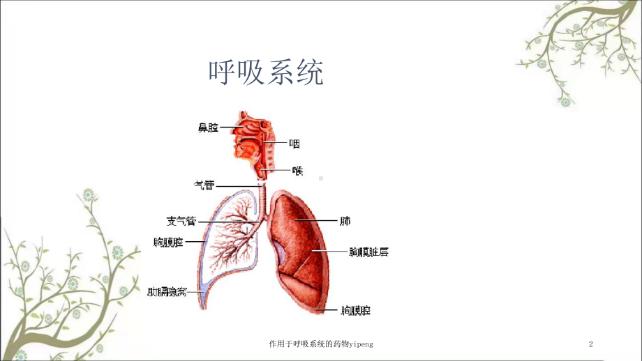 作用于呼吸系统的药物yipeng课件.ppt_第2页