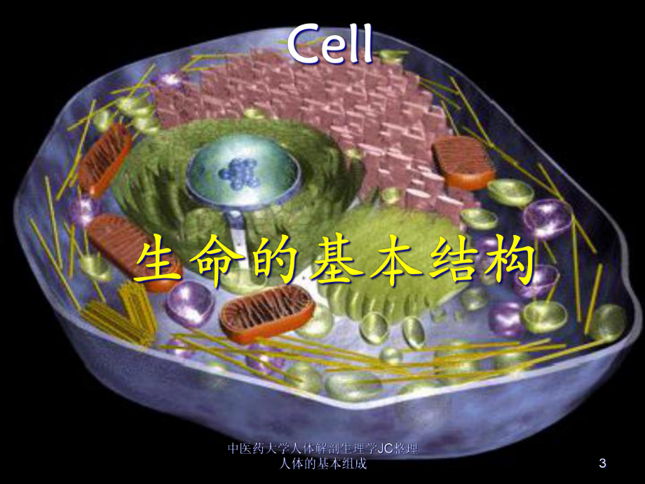 人体解剖生理学JC整理人体的基本组成课件.ppt_第3页