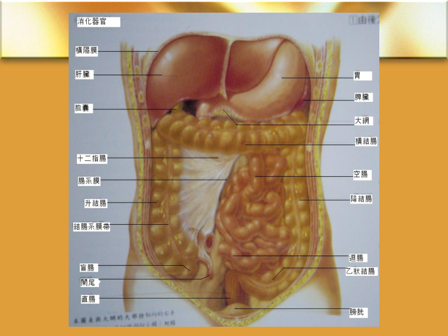 内科学溃疡性结肠炎本专皆可用课件.pptx_第2页