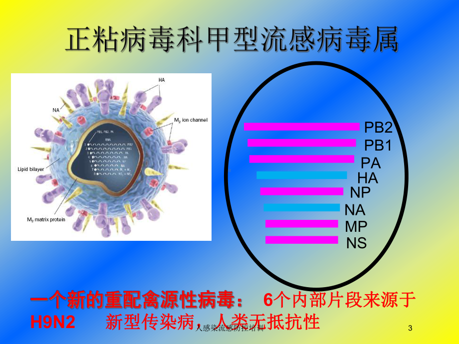 人感染流感防控培训培训课件.ppt_第3页