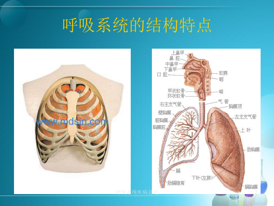 呼吸系统疾病总论培训课件.ppt_第2页