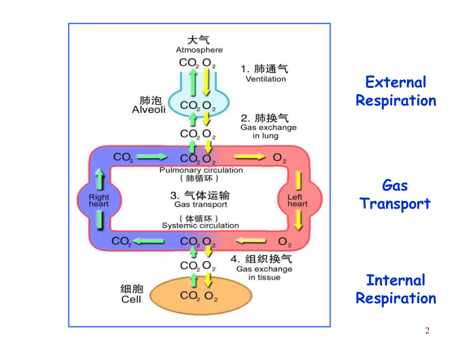 呼吸病理生理课件.ppt_第2页