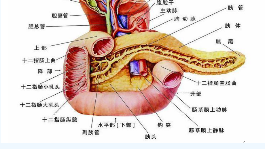 壶腹部肿瘤患者的护理课件.ppt_第2页