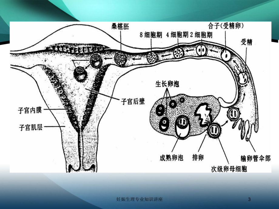 妊娠生理专业知识讲座培训课件.ppt_第3页