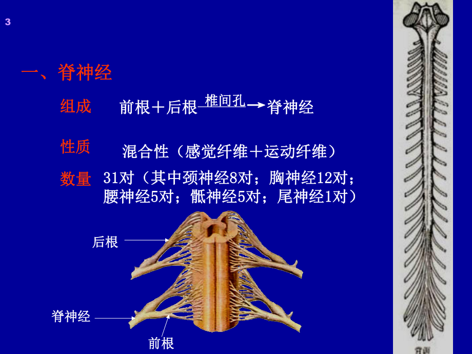 周围神经系统课件-2.ppt_第3页