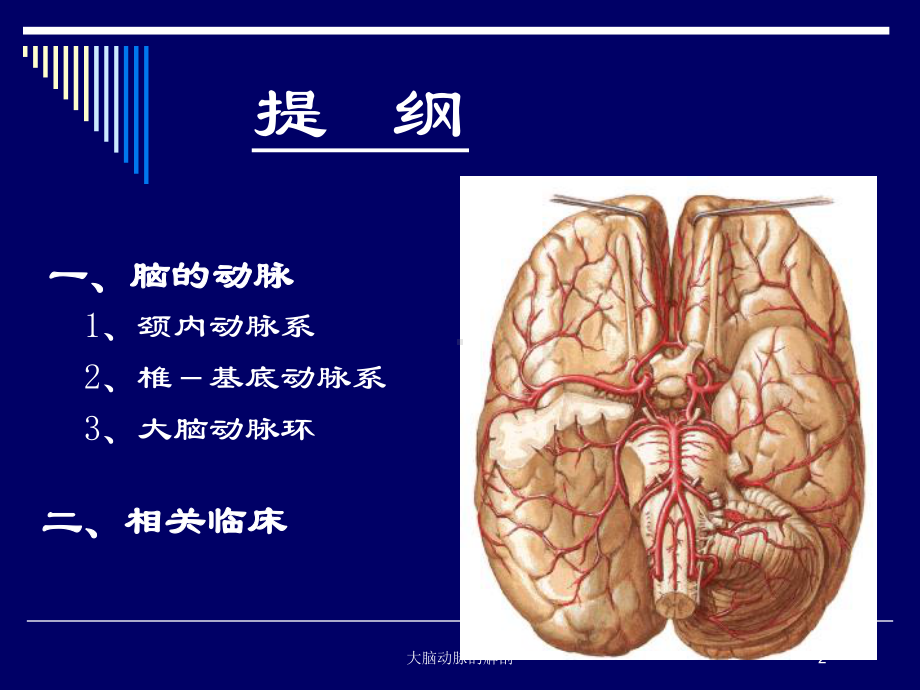 大脑动脉的解剖培训课件.ppt_第2页