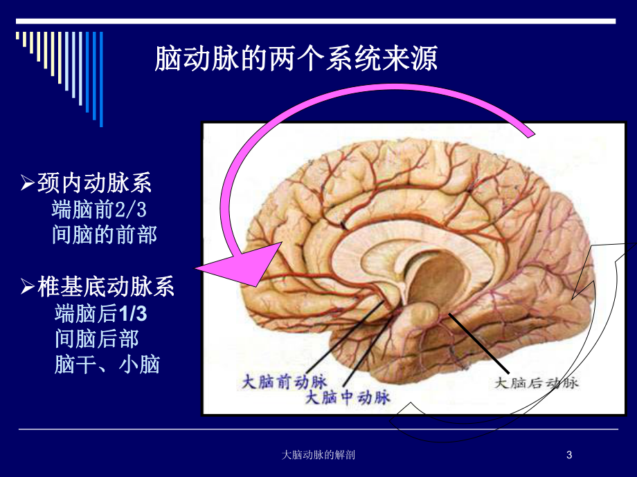 大脑动脉的解剖培训课件.ppt_第3页