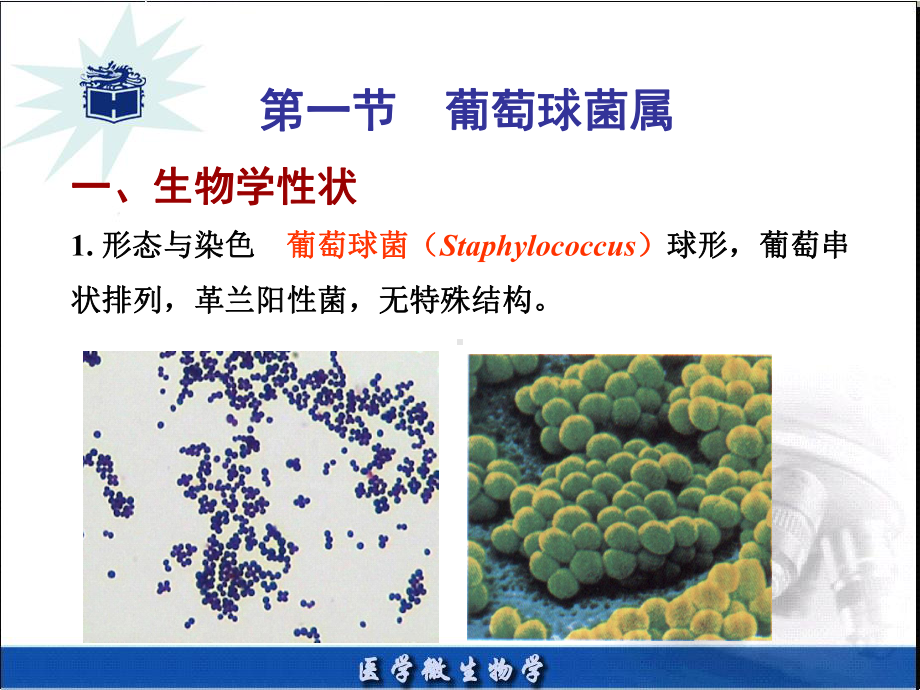 医学微生物章课件.ppt_第3页