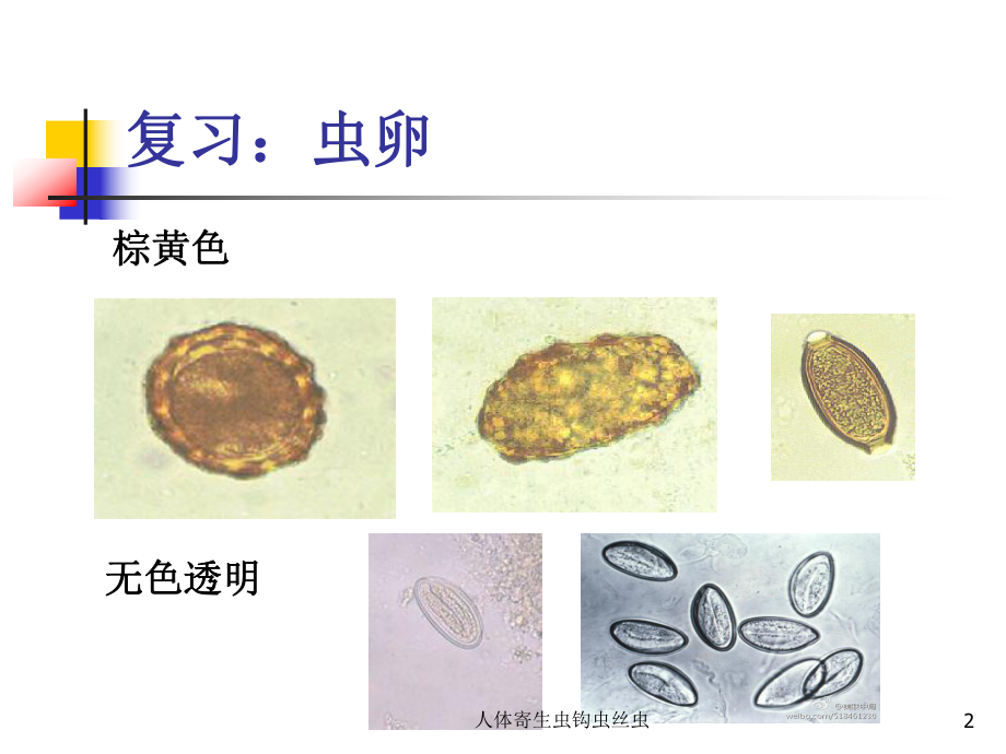 人体寄生虫钩虫丝虫培训课件.ppt_第2页