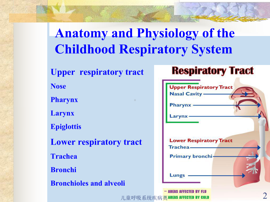 儿童呼吸系统疾病英课件.ppt_第2页