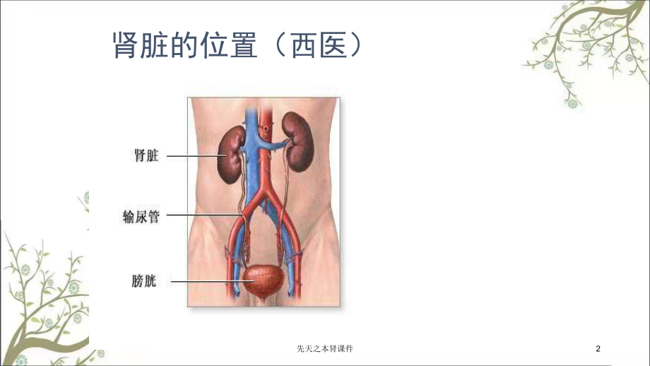 先天之本肾课件.ppt_第2页