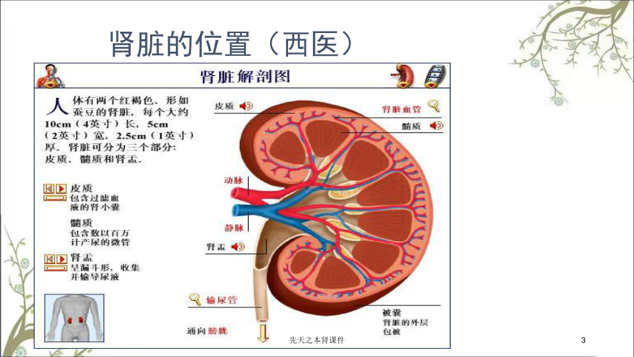 先天之本肾课件.ppt_第3页