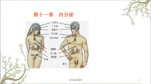 内分泌北医课件.ppt