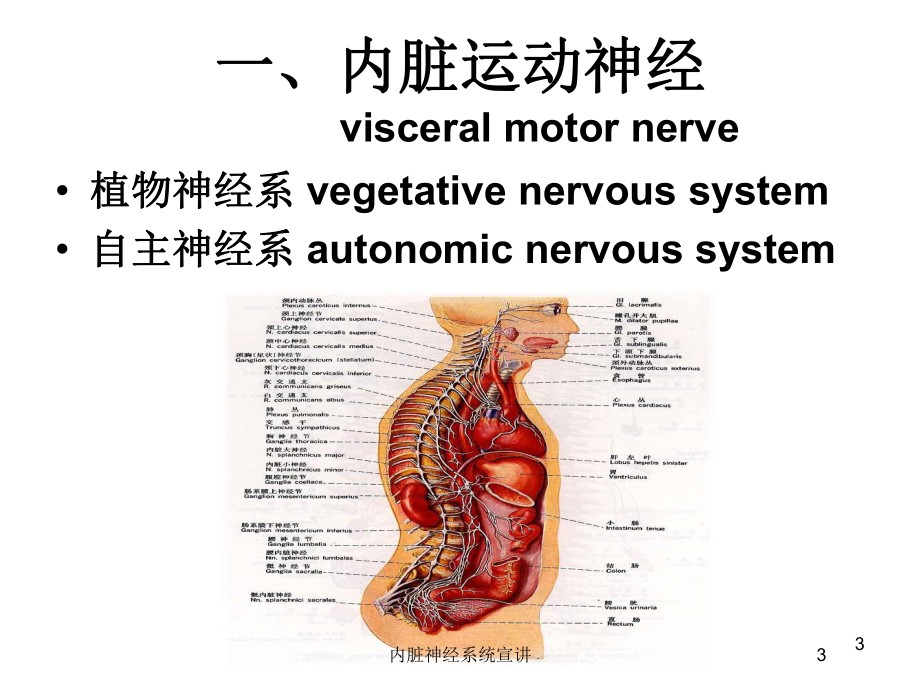 内脏神经系统宣讲培训课件.ppt_第3页