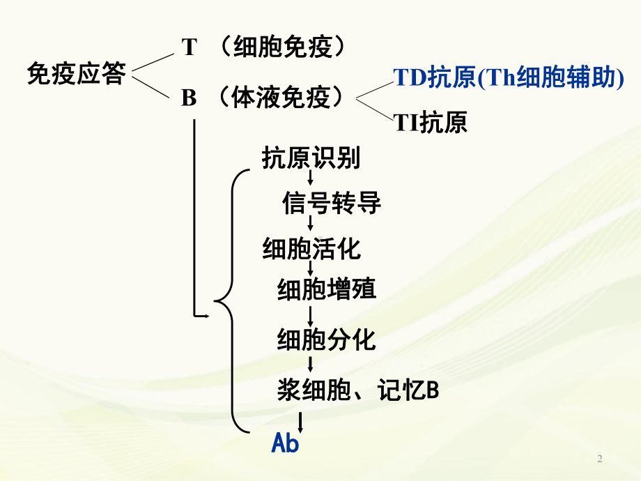 体液免疫应答学习课件.ppt_第2页