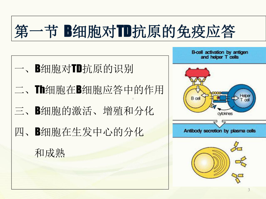 体液免疫应答学习课件.ppt_第3页