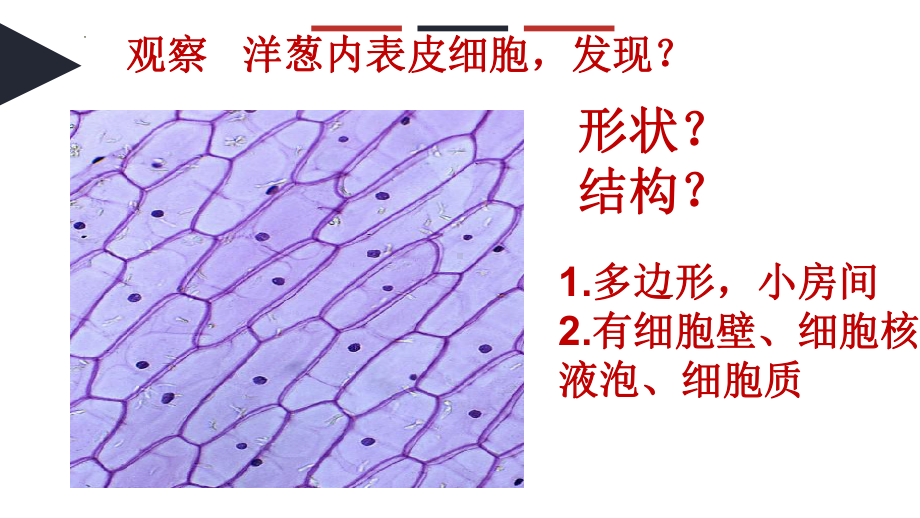 5观察更多的生物细胞（ppt课件）-2022新教科版六年级上册《科学》.pptx_第3页