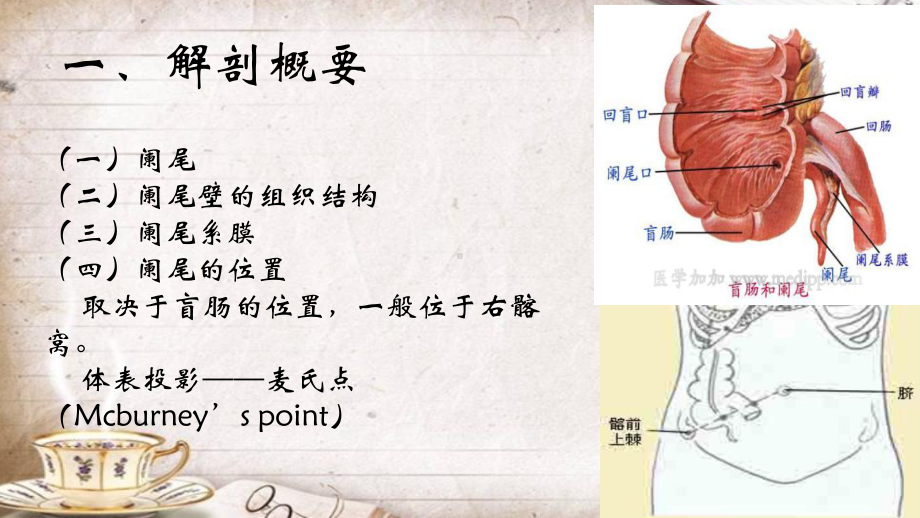 医学急性阑尾炎护理查房专题培训课件.ppt_第3页