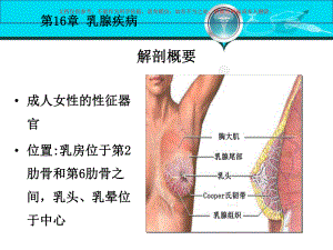 外科学乳腺疾病培训课件.ppt