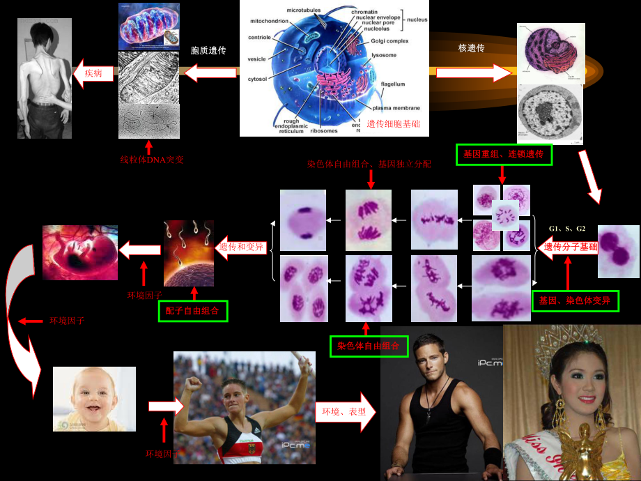 医学遗传学课件-第2章-医检-遗传的细胞学基础.ppt_第3页